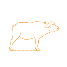 Animals Bovines Cape Buffalo Sketch Drawing Svg, Free Vectors File